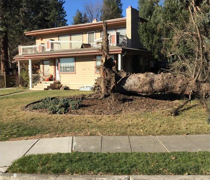Large spruce tree in front of house toppled in windstorm
